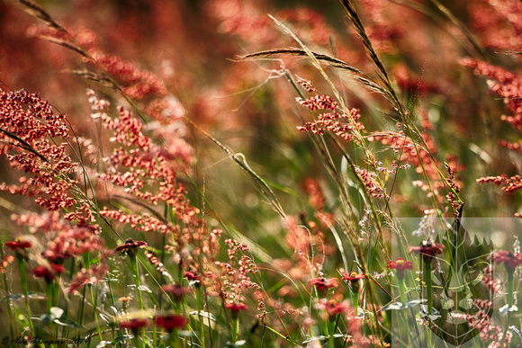 Flowering Red Grass